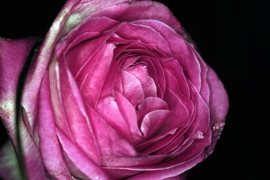 a rose on black background