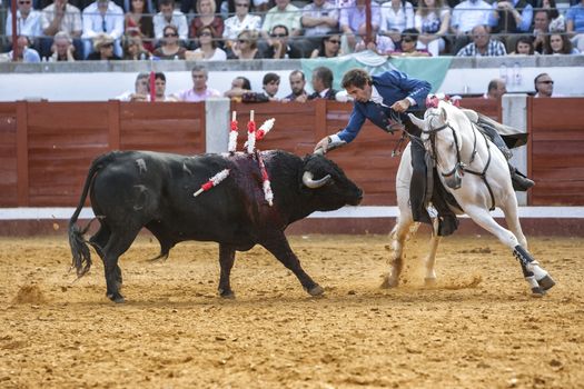 Pozoblanco, Cordoba province, SPAIN- 25 september 2011: Spanish bullfighter on horseback Pablo Hermoso de Mendoza bullfighting on horseback, Bull reaches the horse by nailing the right Horn in rear leg in Pozoblanco, Cordoba province, Andalusia, Spain