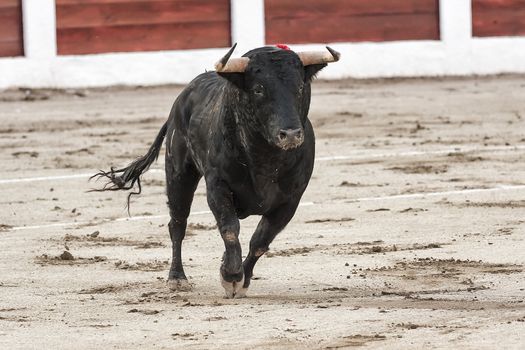 Linares, Jaen province, SPAIN - 28 august 2010: Bull about 650 Kg galloping in the sand right when I just got out of the bullpen, in the Linares bullring or also called arena of Santa Margarita, Linares, Jaen province, Andalusia, Spain