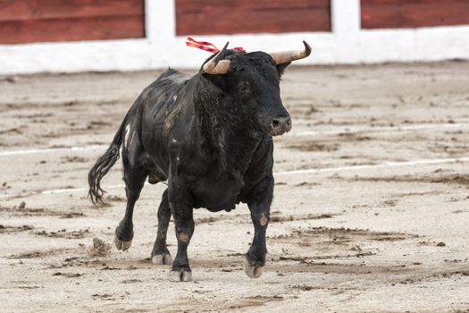 Linares, Jaen province, SPAIN - 28 august 2011: Bull about 650 Kg galloping in the sand right when I just got out of the bullpen, in the Linares bullring or also called arena of Santa Margarita, Linares, Jaen province, Andalusia, Spain