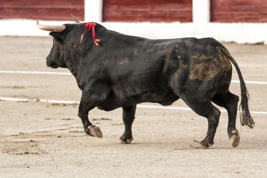 Linares, Jaen province, SPAIN - 28 august 2011: Bull about 650 Kg galloping in the sand right when I just got out of the bullpen, in the Linares bullring or also called arena of Santa Margarita, Linares, Jaen province, Andalusia, Spain