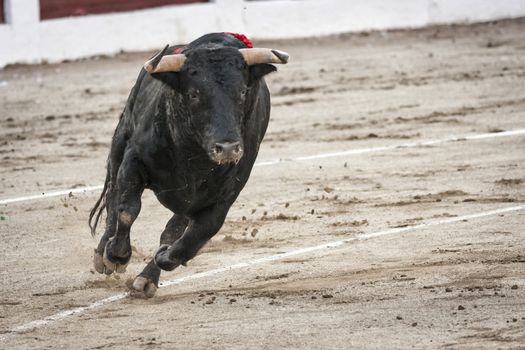 Linares, Jaen province, SPAIN - 28 august 2011: Bull about 650 Kg galloping in the sand right when I just got out of the bullpen, in the Linares bullring or also called arena of Santa Margarita, Linares, Jaen province, Andalusia, Spain