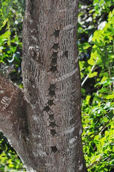 Proboscis bats, Rhynconycteris naso, in typical roosting formation on a tree trunk in Costa Rica