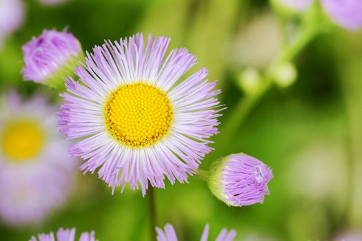 Cute and simple purple and yellow aster wildflowers, floral background with copy space.