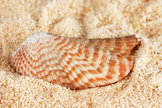 Colorful stripe shell on sand beach