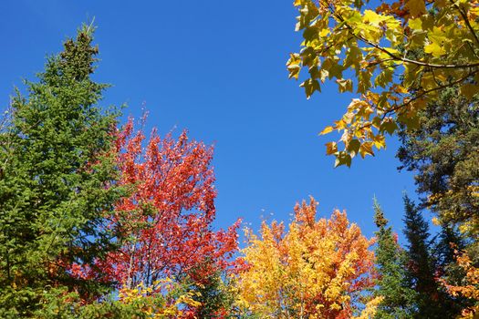 Colorful nature background: red, yellow, green, leaves of the fall forest against bright blue sky
