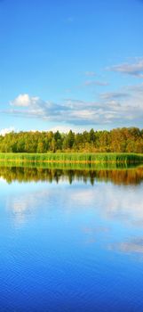 Vertical panorama (XXXL) of wetland with cattail and forest at the back, great nature background or border