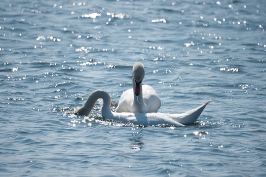 Mmute swans courting