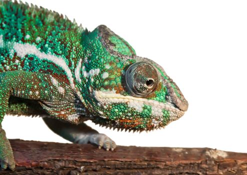 Beautiful close up photo of lizard Panther chameleon