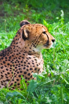 Beautiful close-up portrait of young graceful Cheetah