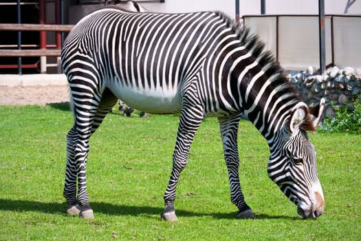 Nice close-up photo of young male zebra in zoo