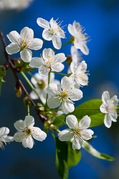 Beautiful spring blossom of apple cherry tree with white flowers