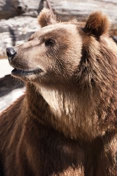 Beautiful photo of big and strong brown Bear in zoo