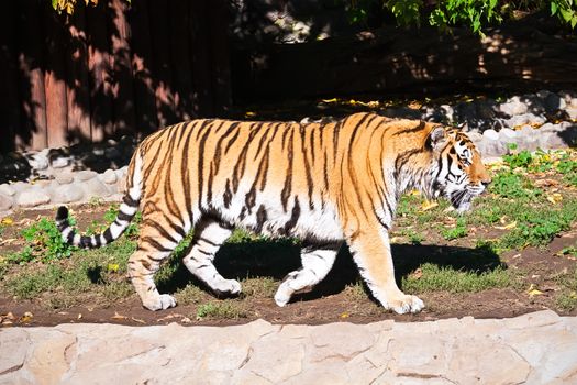 Wild and agressive Bengal tiger in zoo