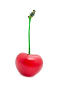 Beautiful red cherry isolated on white background