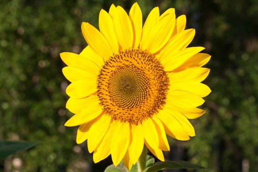 Beautiful close-up photo of big yellow sunflower