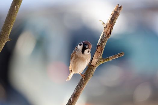 The bird sparrow sits on a mountain ash branch in winter day