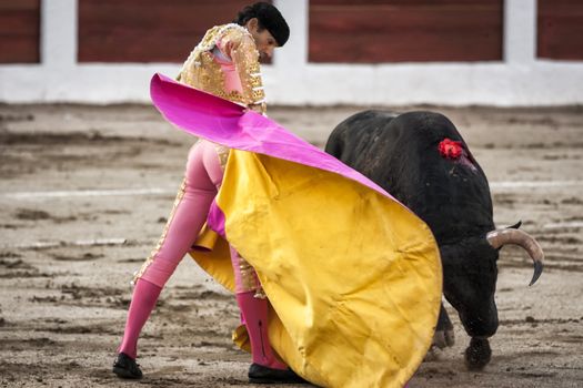 Linares, Jaen province, SPAIN - 28 august 2011: Spanish bullfighter Manuel Jesus El Cid with the capote or cape bullfighting a bull of nearly 600 kg of black ash during a bullfight held in Linares, Jaen province, Spain, 28 august 2011