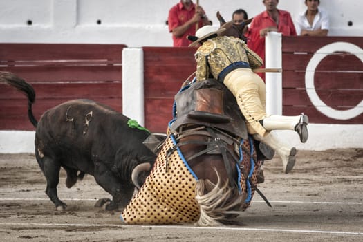 Linares, Jaen province, SPAIN - 28 august 2011: Brave bull of black color and 640 Kg knocks down the horse out of the chopper in a tremendous onslaught, the chopper is subject as can be floating in the air during a bullfight held in Linares or also called Coso Santa Margarita, Jaen province, Spain, 28 august 2011