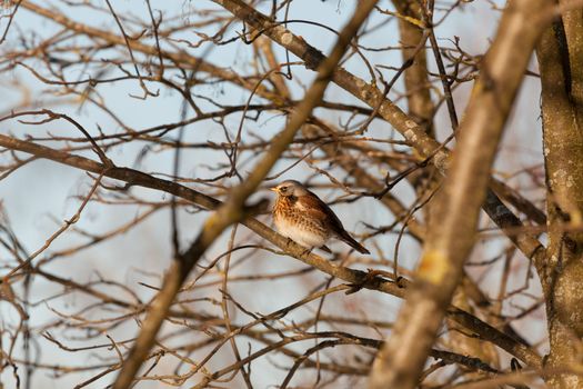 The bird Thrush sits on a mountain ash branch in winter day