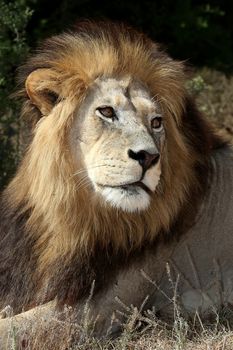 Huge male African lion with large dark mane