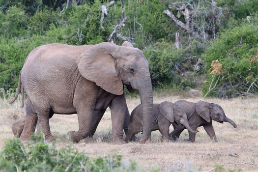 Two playful baby African elephants running ahead of their mother