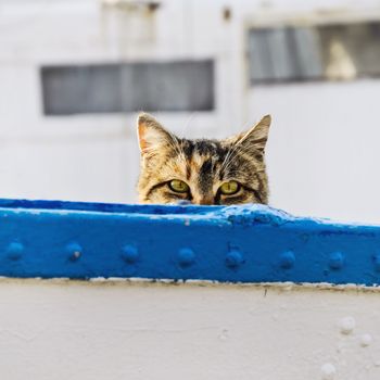 Cat On Board Of Small Fishing Boat