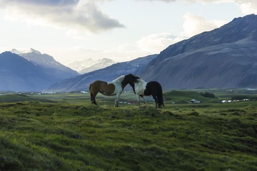 The Iceland horse, or even Icelanders Icelandic horse called, is a native of Iceland, versatile and sturdy ponies.