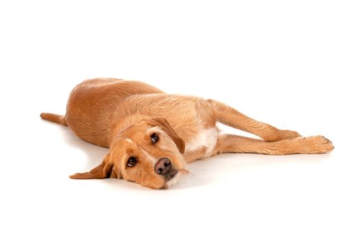 a brown dog, laying on the ground