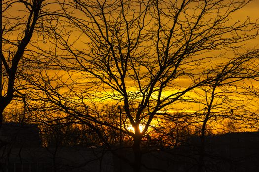 Golden rays shining down throw tree branch in Amsterdam, The Netherlands