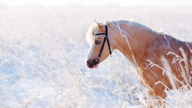 Portrait of a beige pony in the field in the winter. Beige little horse. Stallion on walk.