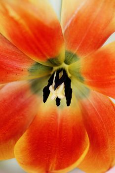 Close up of the center of a bright orange tulip. 