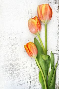 Three beautiful orange tulips over a rustic background with copy space. 