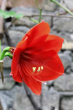 Blooming red amarilis and water drops after rain