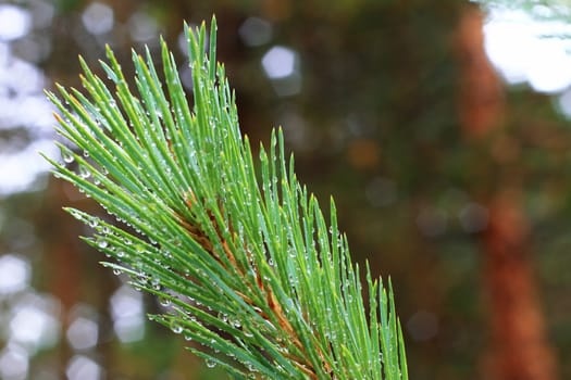 Water drops on fir tree after rain