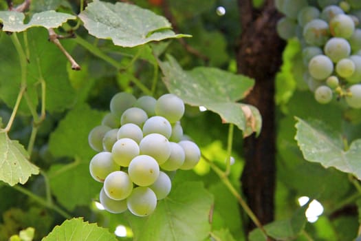 A White Grape Bunch ready for harvest