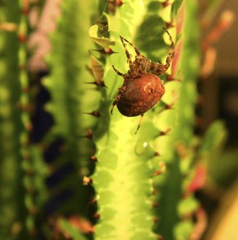Brown spider crawling on the green cactus