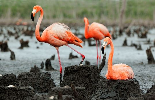 Colony of Great Flamingo the on nests. Rio Maximo, Camaguey, Cuba. 