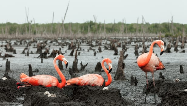 Colony of Great Flamingo the on nests. Rio Maximo, Camaguey, Cuba. 