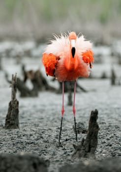 Portrait of Great Flamingo  (Phoenicopterus ruber) . Rio Maximo, Camaguey, Cuba. 