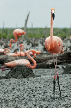 Colony of Great Flamingo the on nests. Rio Maximo, Camaguey, Cuba. 