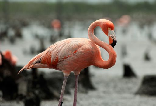 Portrait of Great Flamingo  (Phoenicopterus ruber) . Rio Maximo, Camaguey, Cuba. 