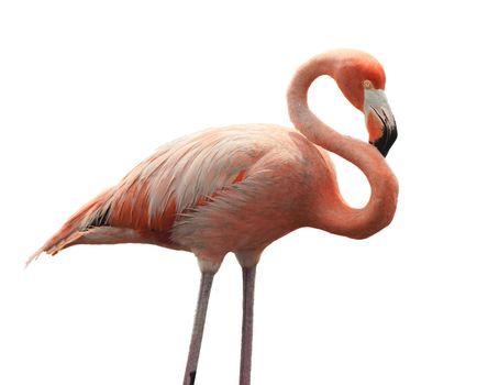 Portrait of Great Flamingo  (Phoenicopterus ruber) isolated on white .