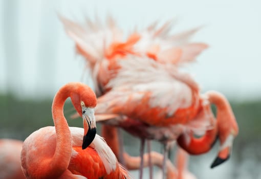 Portrait of Great Flamingo  (Phoenicopterus ruber) . Rio Maximo, Camaguey, Cuba. 