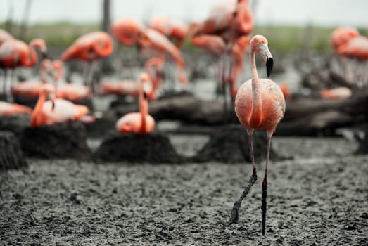 Colony of Great Flamingo the on nests. Rio Maximo, Camaguey, Cuba. 