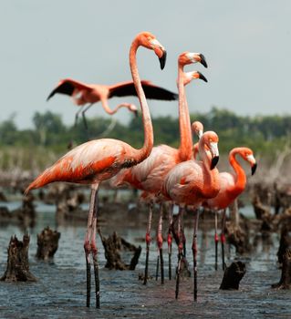 Colony of Great Flamingo the on nests. Rio Maximo, Camaguey, Cuba. 