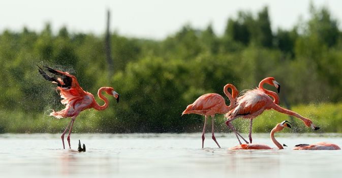 American Flamingo ( Phoenicopterus ruber ) run on the water with splashes.