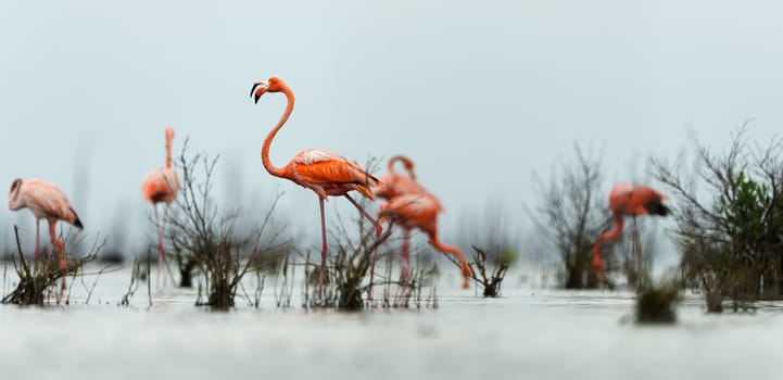 The pink Caribbean flamingo ( Phoenicopterus ruber ruber ) goes on water. In blue twilight the pink flamingo goes on a swamp.