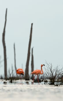 The pink Caribbean flamingo ( Phoenicopterus ruber ruber ) goes on water. In blue twilight the pink flamingo goes on a swamp.