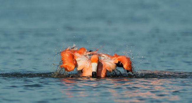 CARIBBEAN FLAMINGO (Phoenicopterus ruber) bathing.